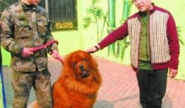 藏獒先生爆料視頻大全最新,揭秘視頻大全背后的驚人真相