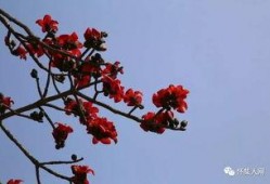 深圳木棉花爆料案件最新,揭開娛樂圈潛規則黑幕