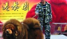 藏獒先生爆料視頻大全最新,揭秘視頻大全背后的驚人真相