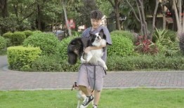 訓(xùn)犬師爆料糯米視頻,糯米視頻背后的驚人真相