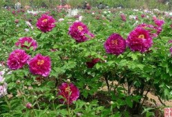 菏澤國花爆料最新消息,揭秘菏澤國花背后的故事與魅力