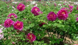 菏澤國花爆料最新消息,揭秘菏澤國花背后的故事與魅力