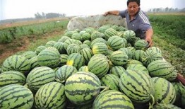 瓜農今日吃瓜網紅黑料,今日吃瓜事件引發熱議