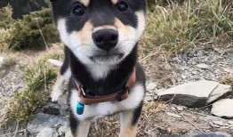 訓(xùn)犬師爆料糯米視頻,糯米視頻背后的驚人真相